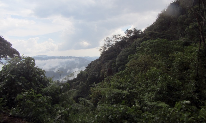 Bwindi