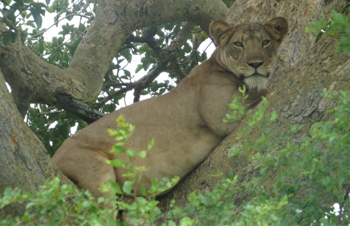 Tree Lions