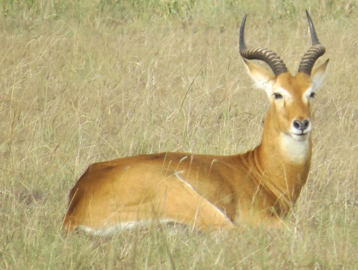 Ugandan Kob