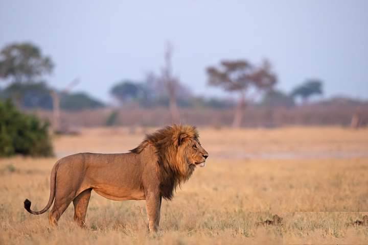 lion