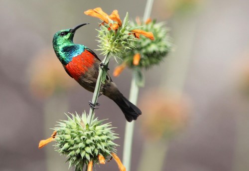 Sunbird_Olive-bellied