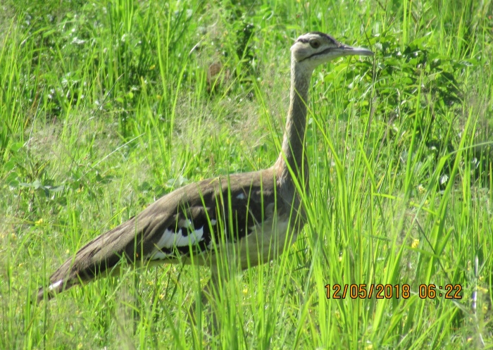 Kori Bustard