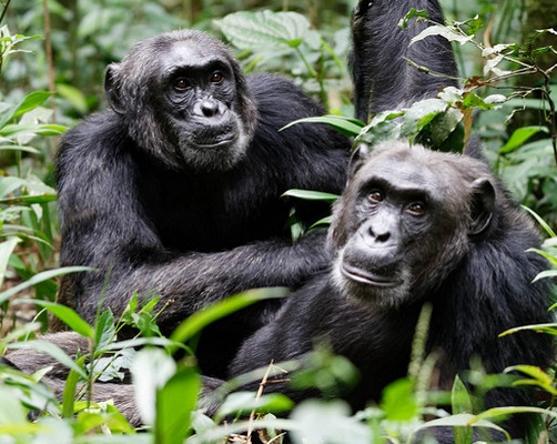 chimps