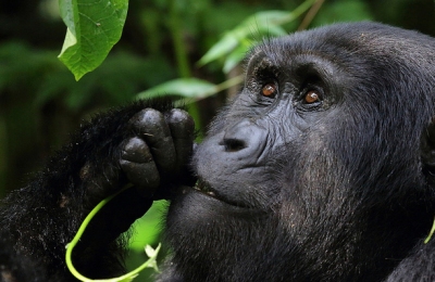 gorilla